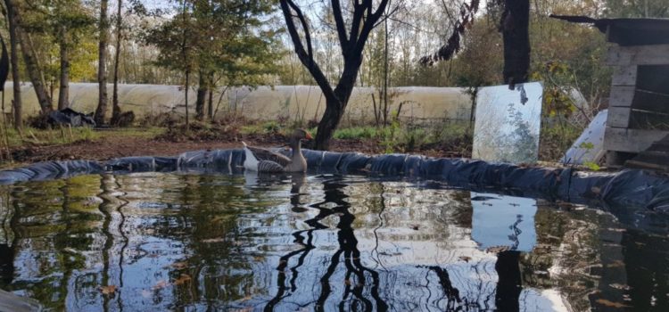 Notre campagne de financement participatif sur Bluebees !