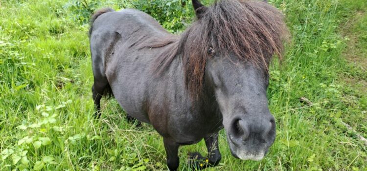 C&rsquo;est la dernière séance, et le 17 juin, le rideau va tomber !